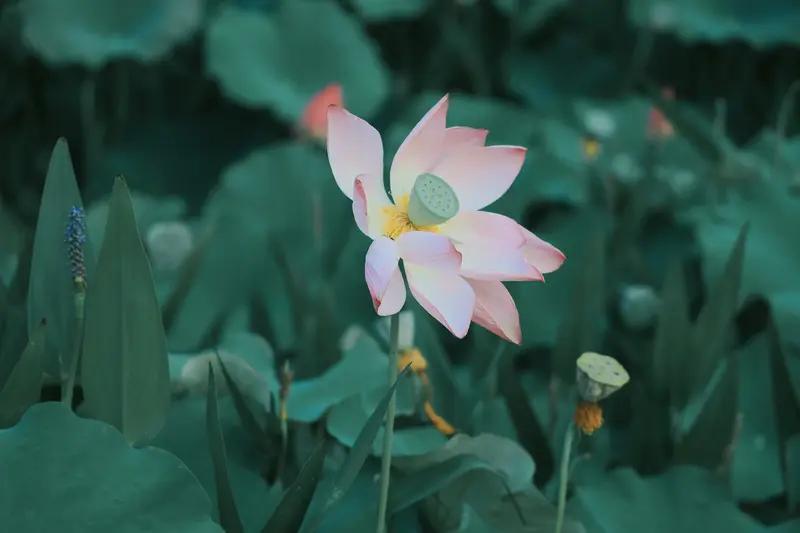 AI妙生图十里荷花香。