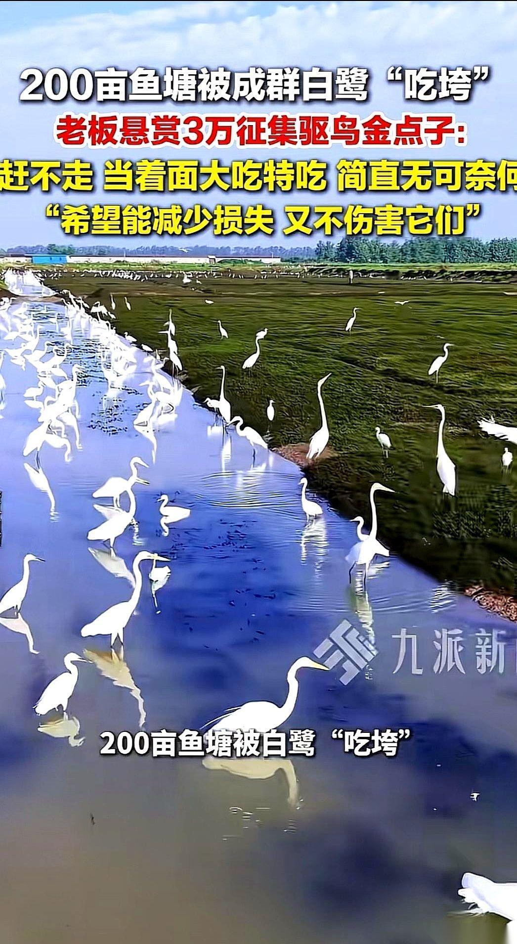 三万块现金直接摆在台面上，浙江湖州这位承包了200多亩鱼塘的老板，现在只求一件事