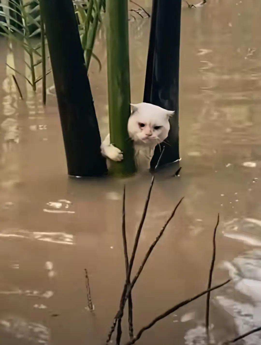 洪水下的社恐猫社恐小猫，又怕水又怕人。广西洪灾，一只小猫紧紧的抱着树枝不放爪，可