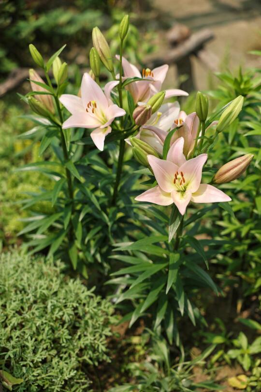 百合花·钻石派对