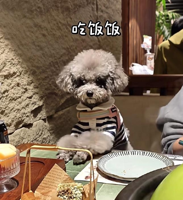 5 月 3 日昆明老街离谱一幕，养狗乱象越发肆无忌惮！男子公然带着灰色泰迪闯进餐