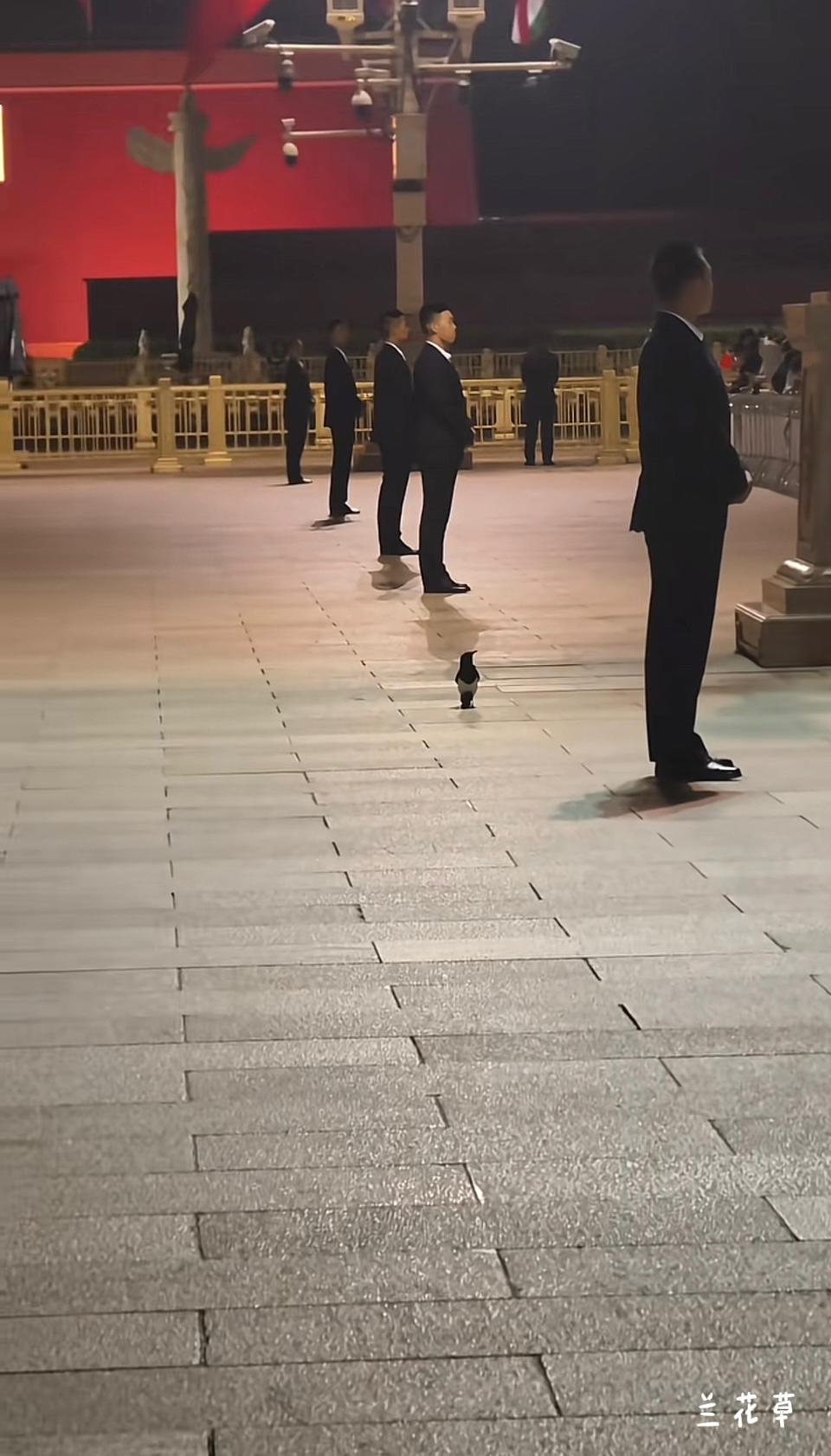 特朗普到来时，这只喜鹊一直在做着显眼包。  
在中国，喜鹊是报喜鸟，寓意中美两国
