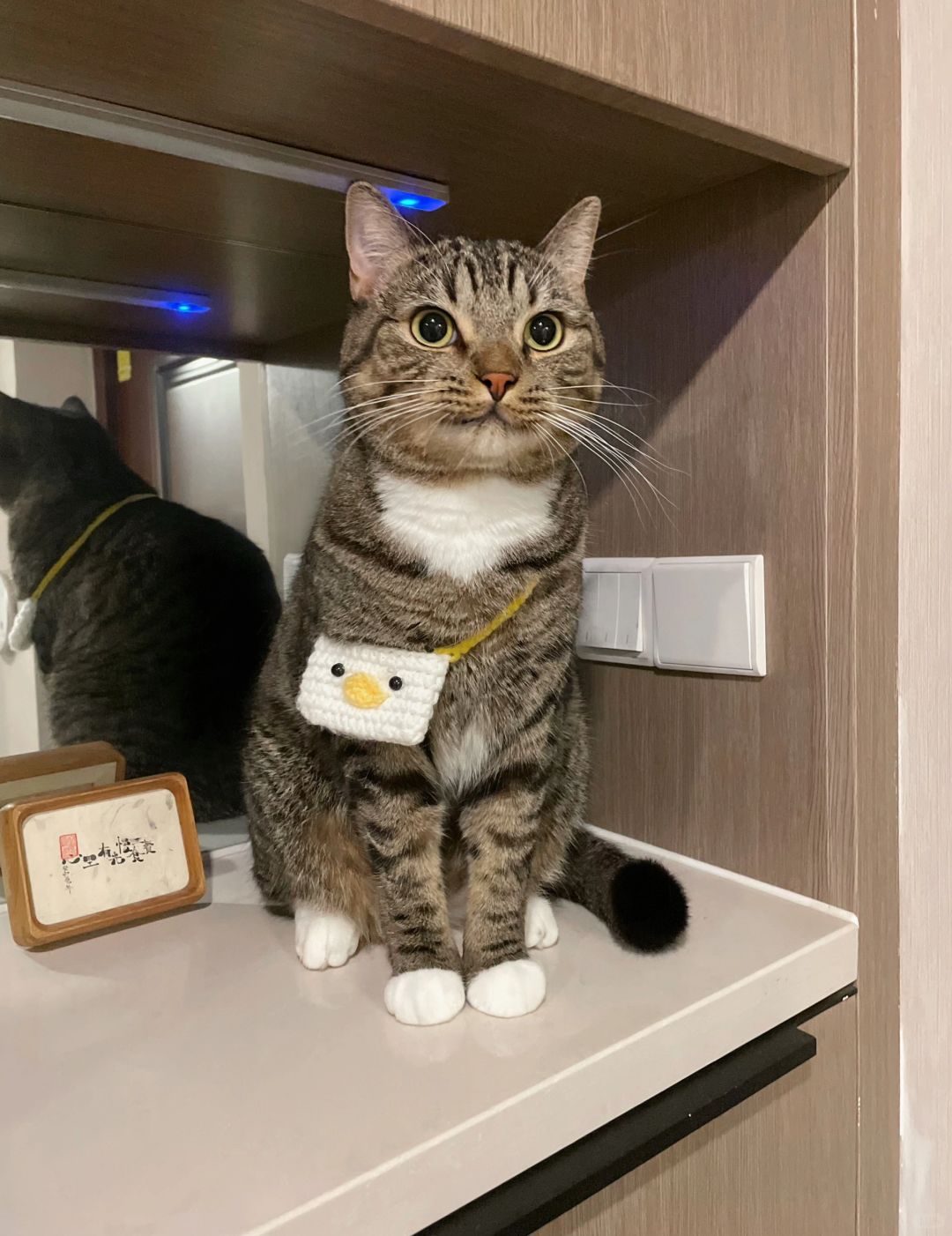 这姿色送去当迎宾小猫可以吗？