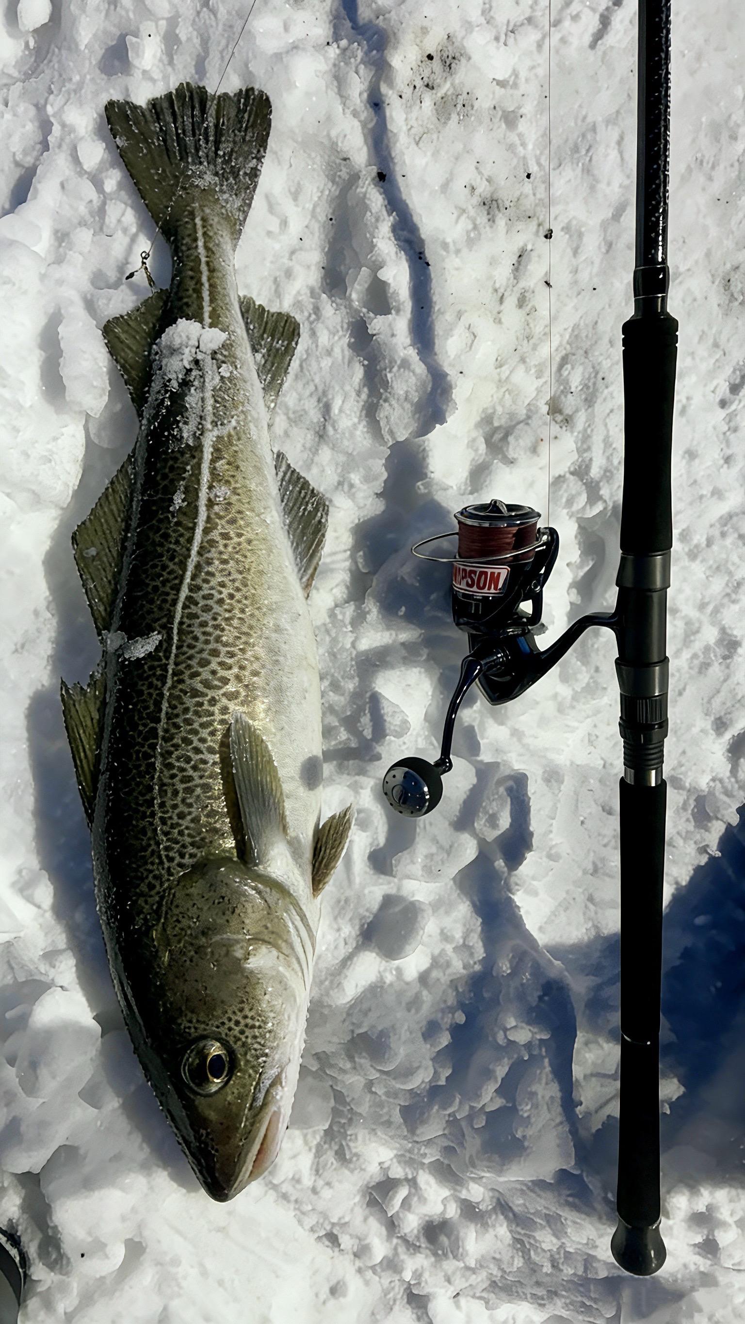 鱼🐟和极光🌌可以兼得。静观极光流转，执竿路亚星河。
