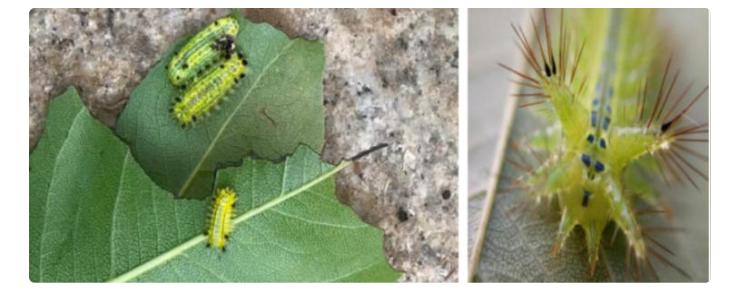 近期这种毒虫时长出没，听劝，千万别触碰！切记！不能碰的虫子 不明虫灾 毒虫辨别 