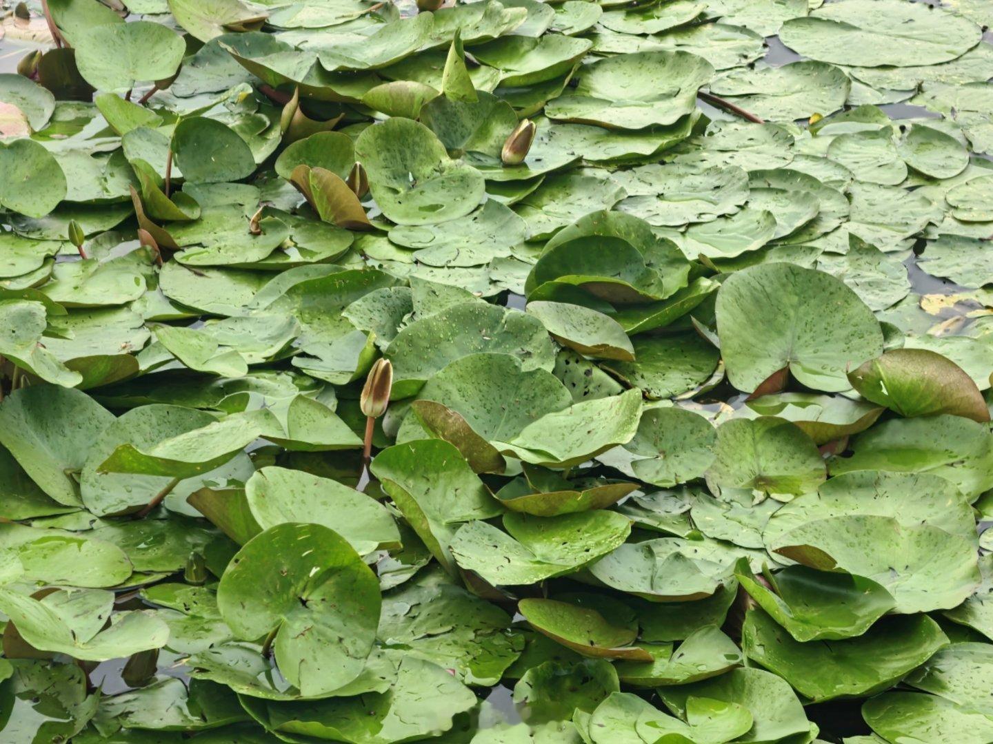生活点滴雨后的傍晚，湖中的莲叶争先恐后地撑起一片片绿油油圆盘子。有出水芙蓉，争奇