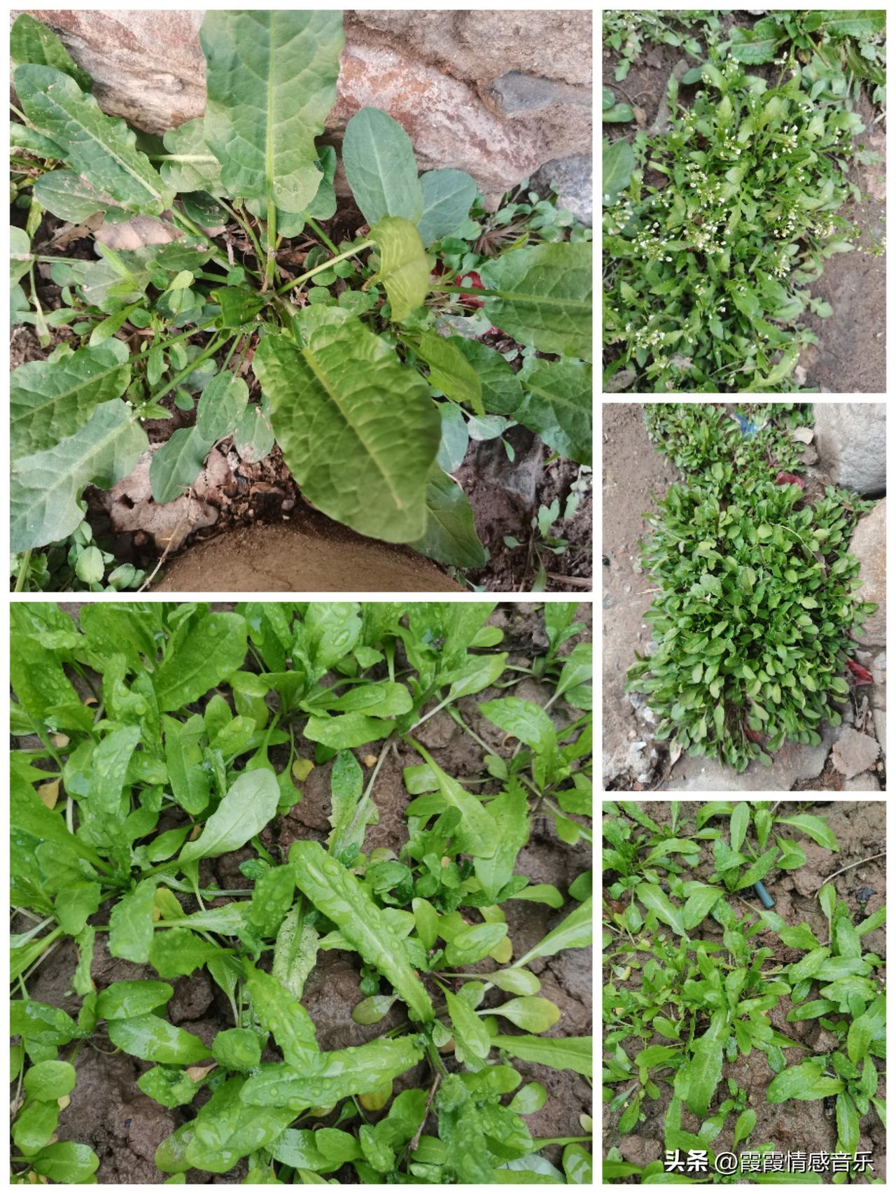 友友们，看看你们心中的荠菜是什么样子的？三月的荠菜