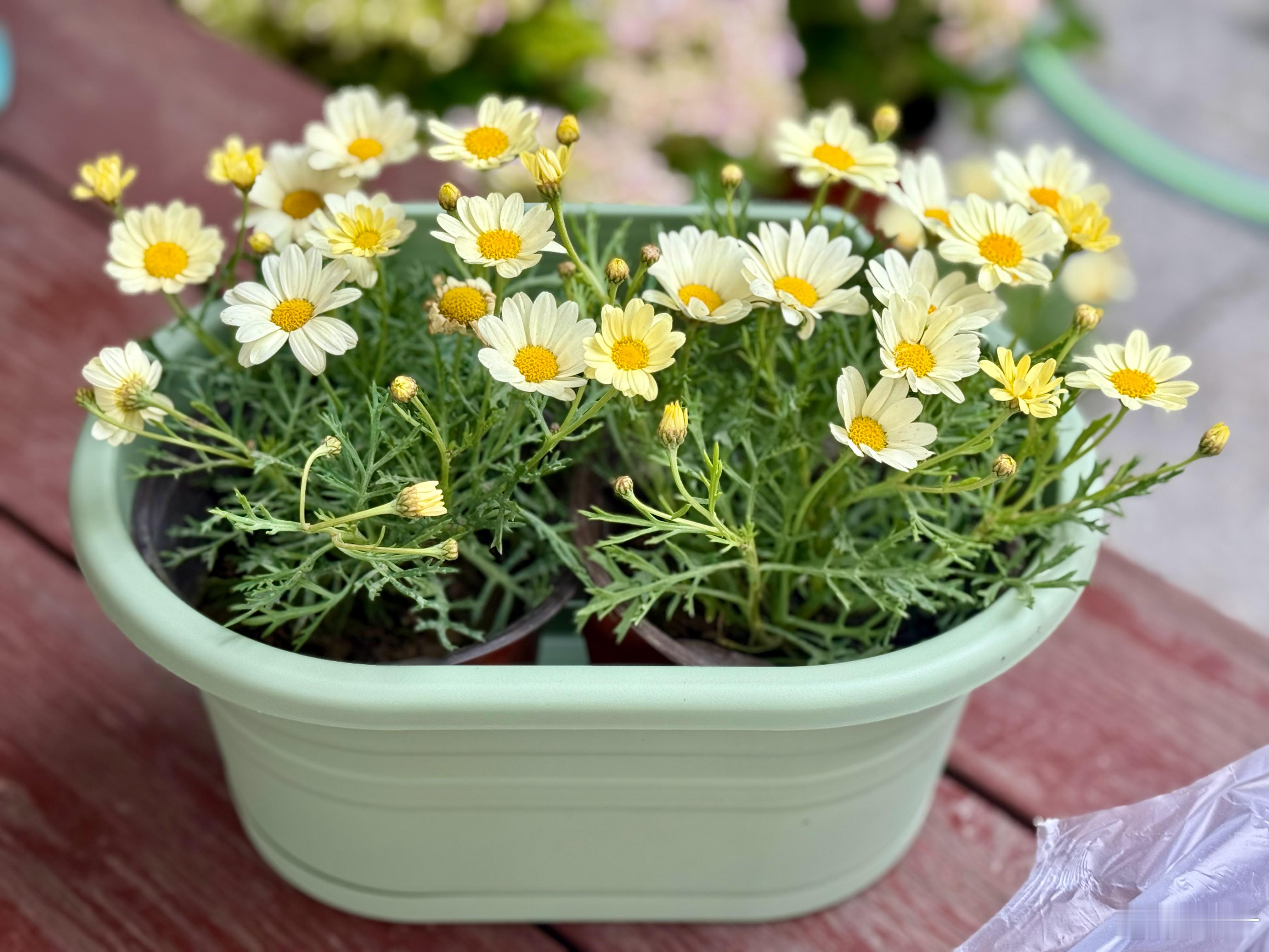 四块钱买了盆花花，感觉自己赚到了