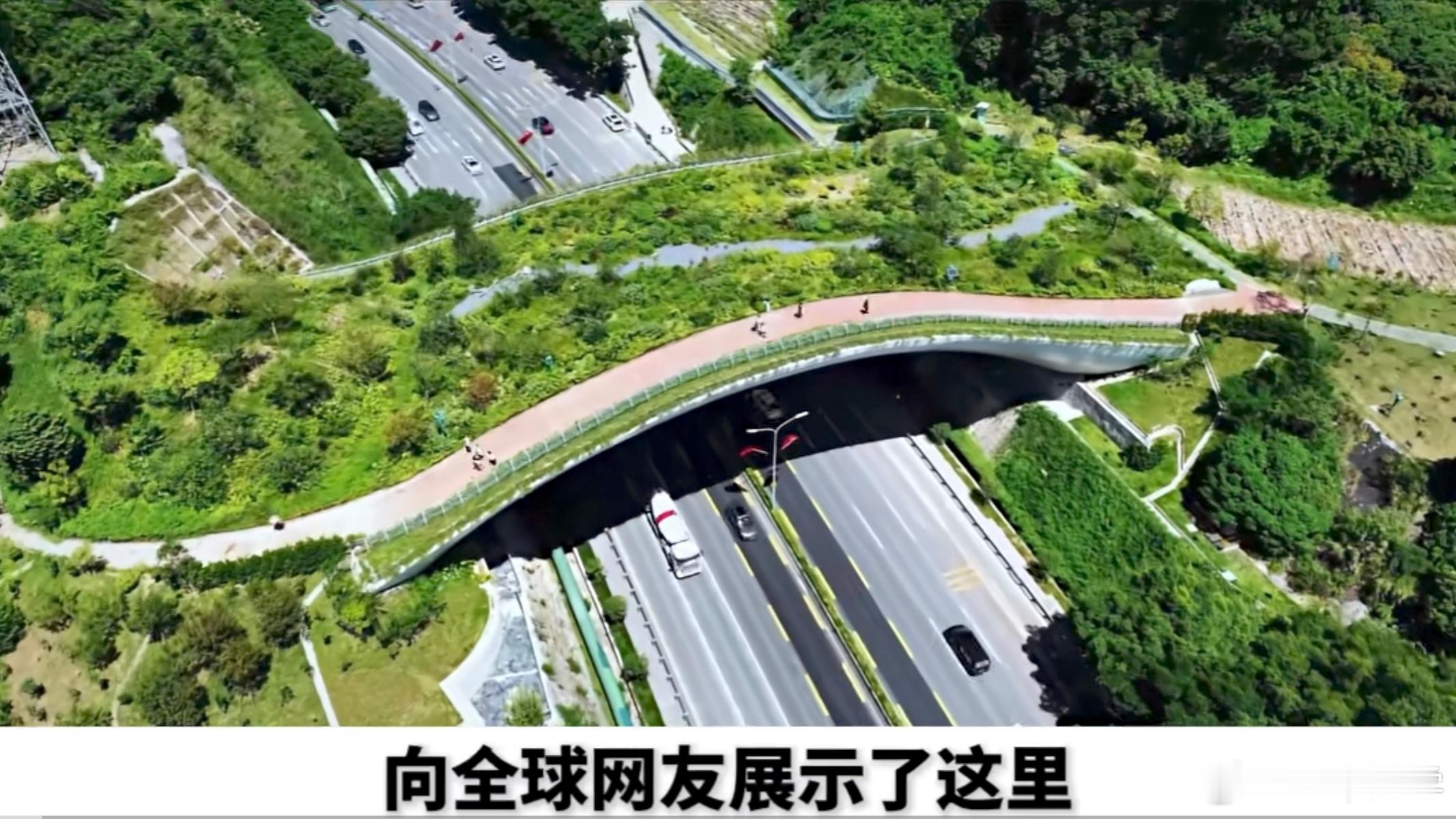 上次说到过“路杀”这件事，大家还记得吗？网页链接 必须得给深圳点赞，给野生动物造