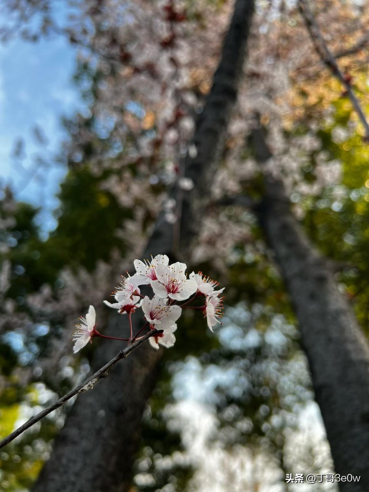【昨日客流】
3月13日（周五）
武汉城市轨道交通线网客运量（含换乘）为485.