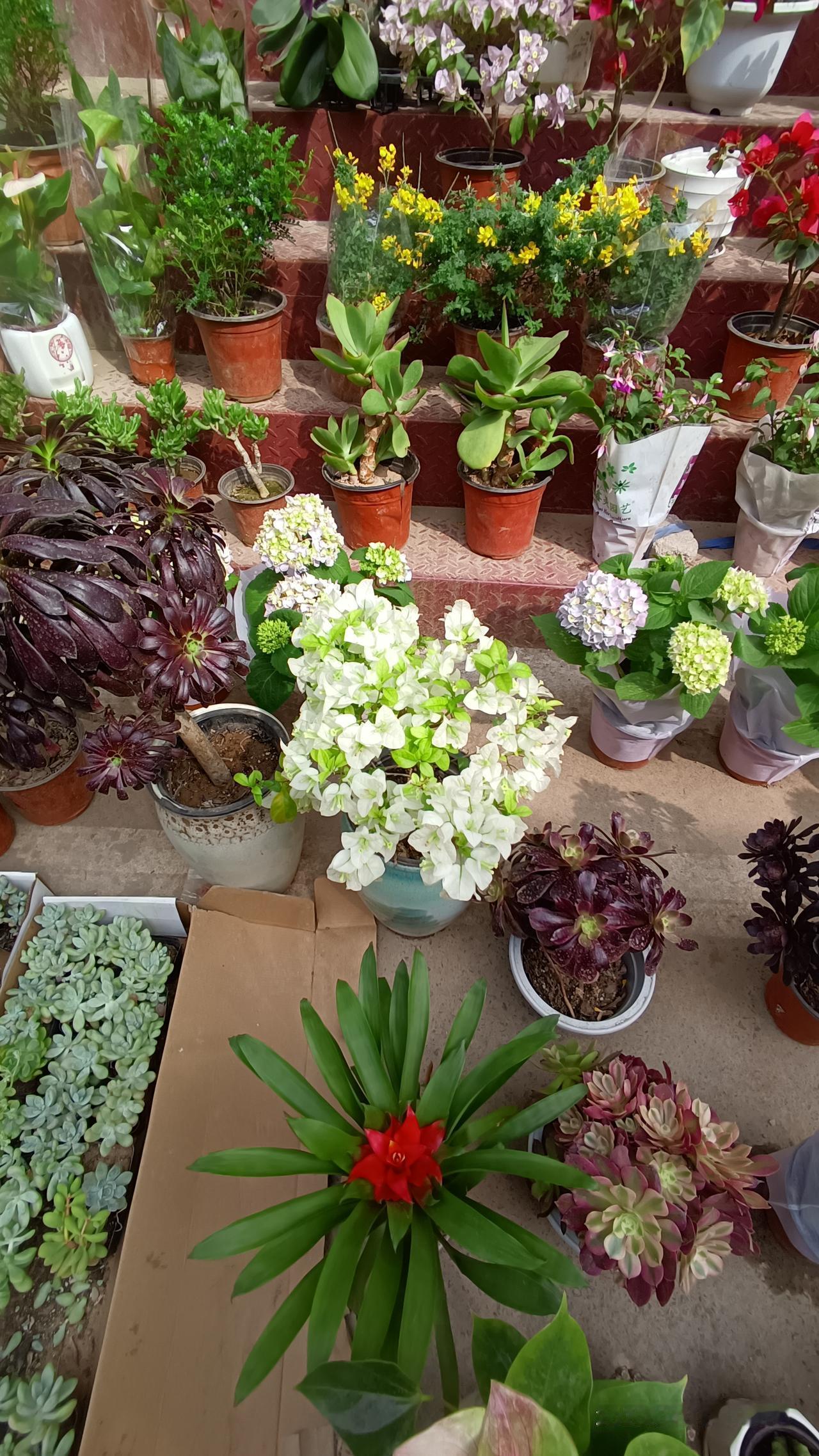 今天啊，不知道哪根神经搭错了。跑去赶集了。来到大街上也没啥拍的。看到一盆盆花，非