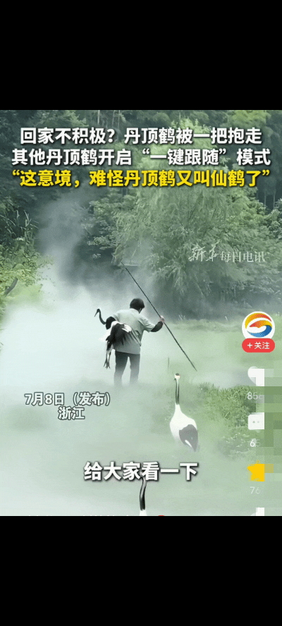 “这意境绝了！”浙江某园区一只丹顶鹤到了下班时间死活不肯回窝，工作人员一把抱走其
