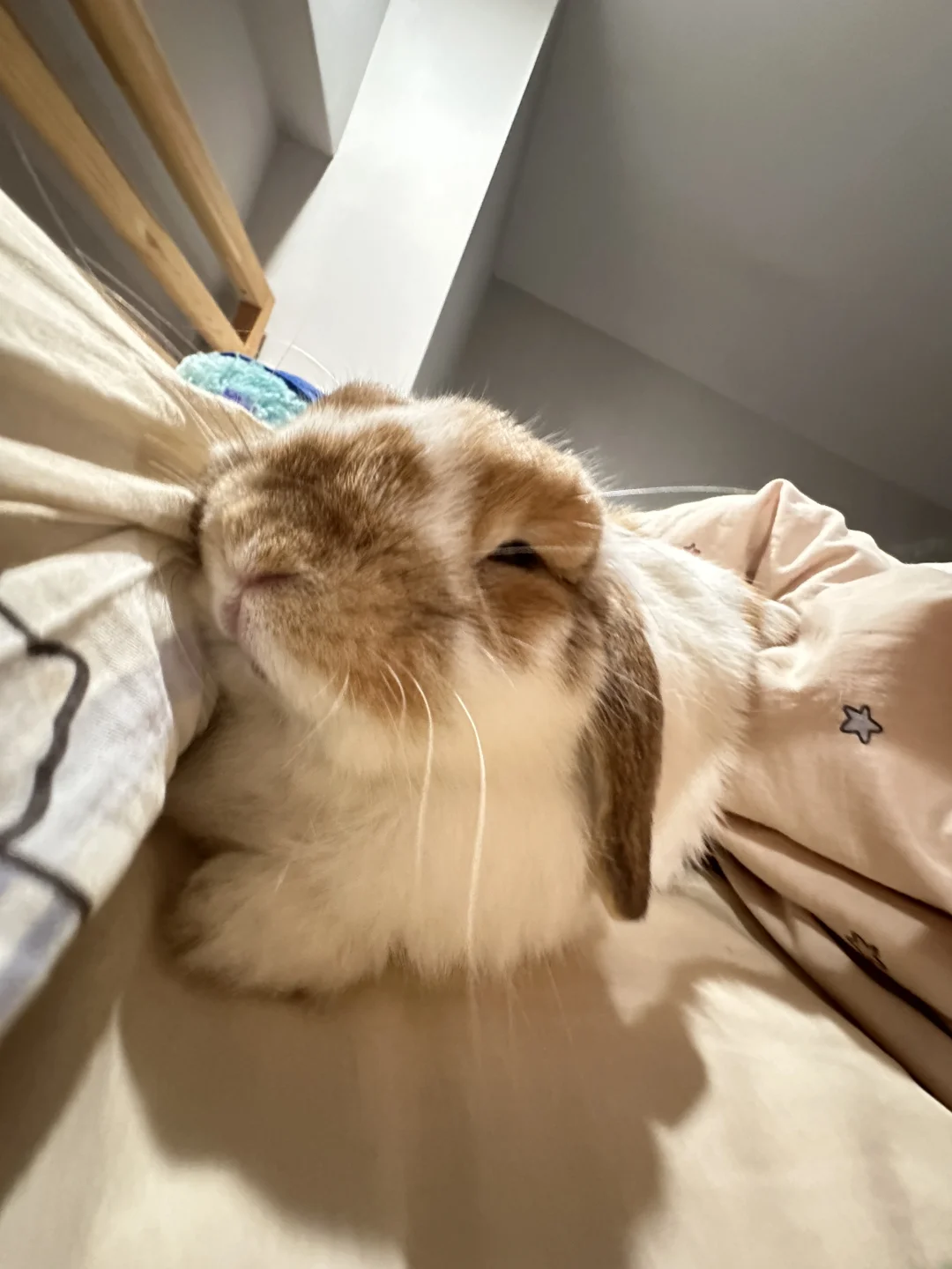 三秒入睡！💤