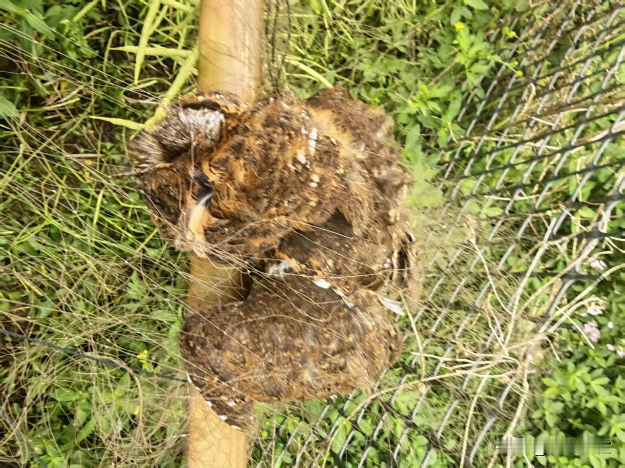 2026年04月14日，中国零鸟网志愿者在湖南省郴州市宜章县岩泉镇东河村，再次发