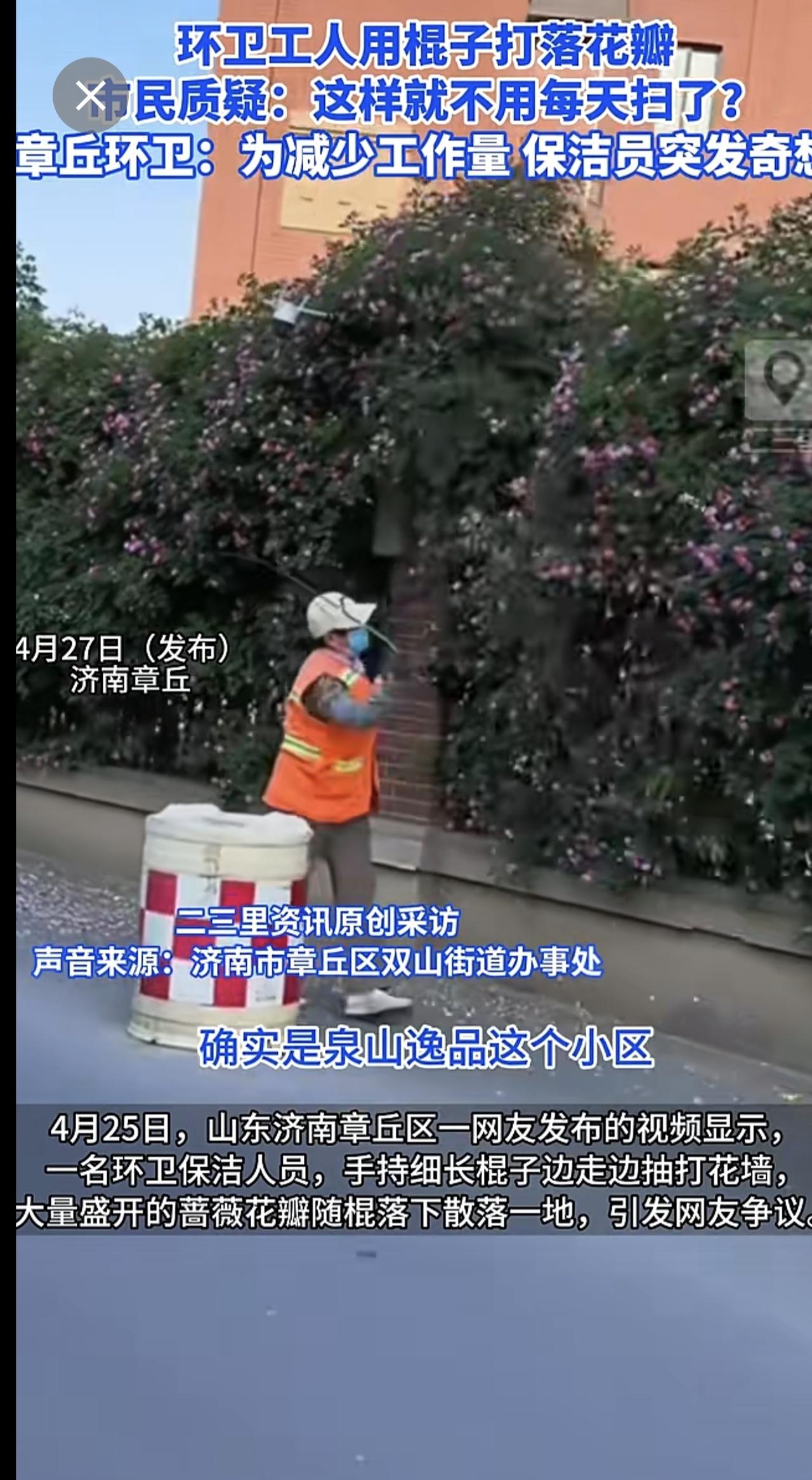 济南章丘一蔷薇花墙花瓣遭环卫工打落，官方回应：个人为减少工作量，已批评教育
