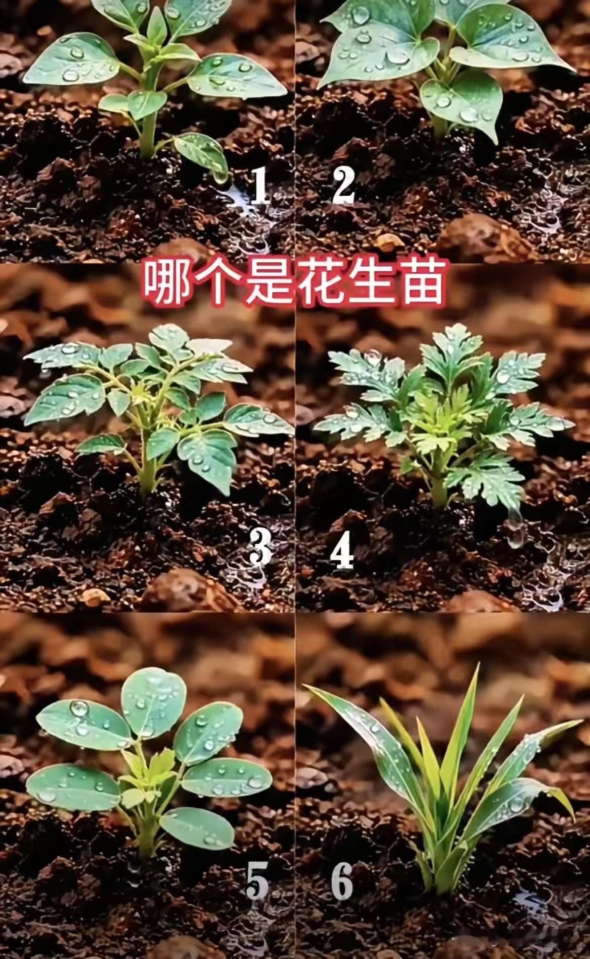 其实我一眼就看出来了，那么你们呢