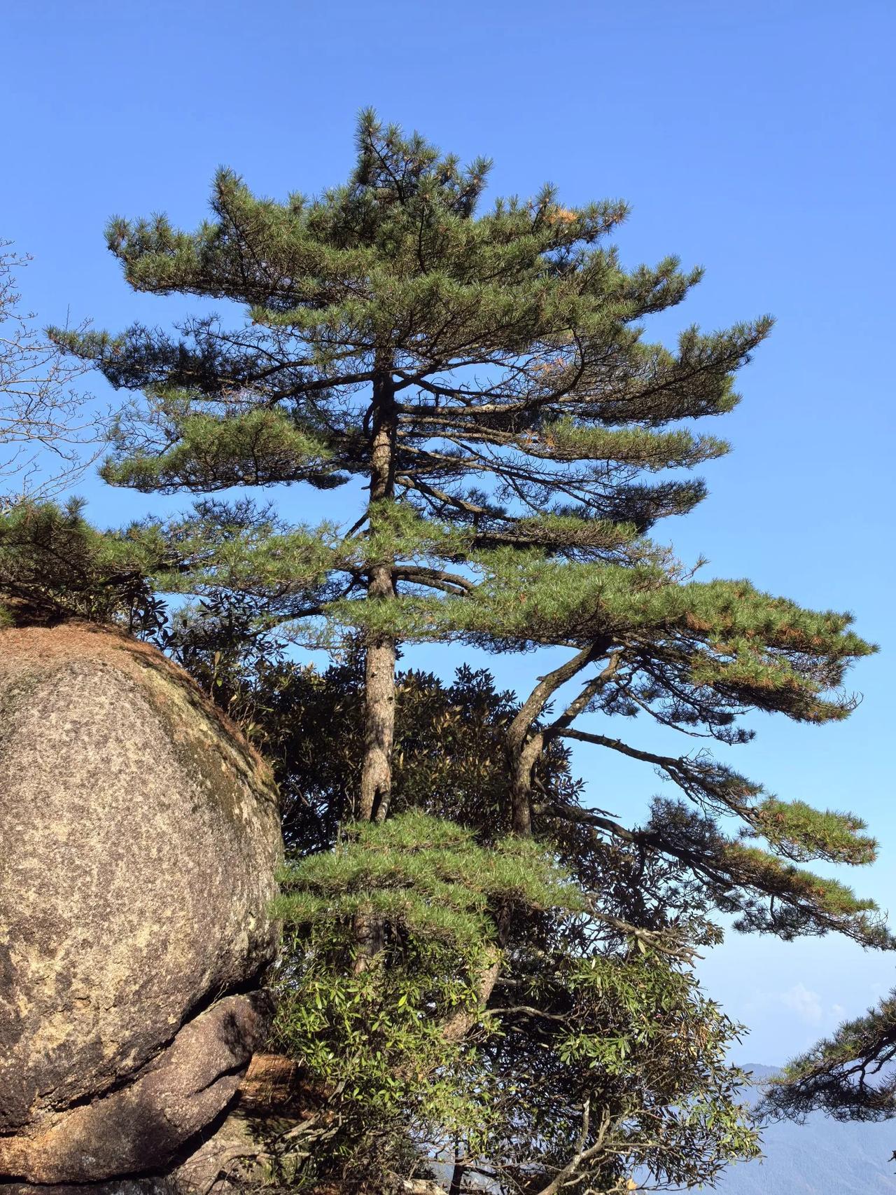 上联，勾月斜挂西窗柳，求下联日照山巅岩上松