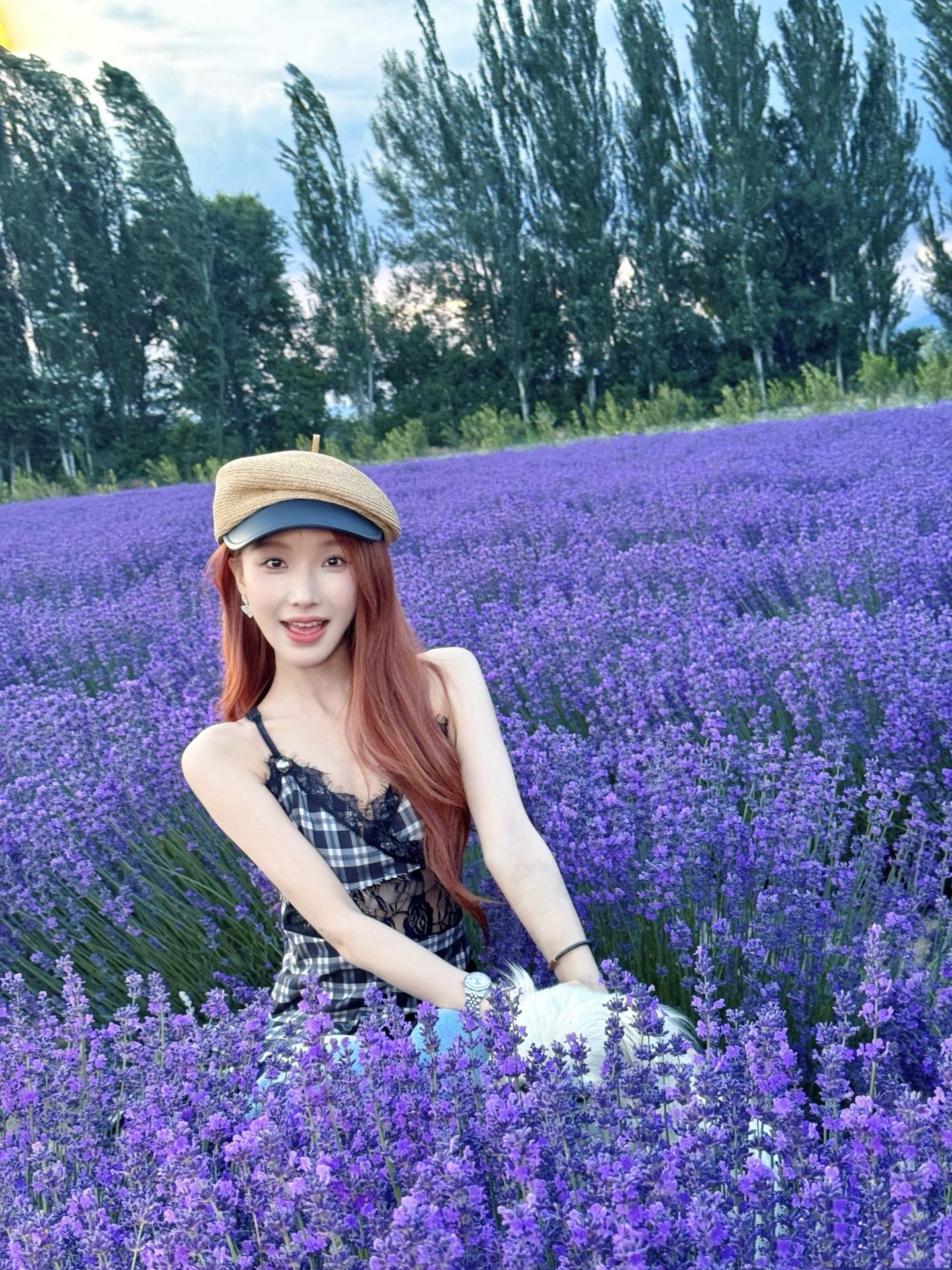 “一生所求不过爱与自由”薰衣草的花语是等待爱情