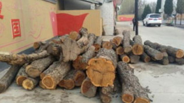 为什么枣木不能当柴烧？一位60岁的护林员告诉我，大部分树木死后都能当柴火烧，唯独