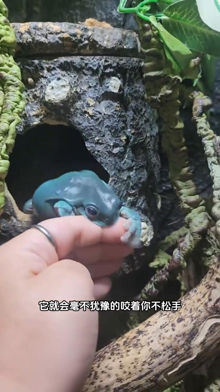 当你好奇的用手指去戳澳洲树蛙的大肚腩时，它会轻轻的把你推开，但你要是继续伸手逗弄