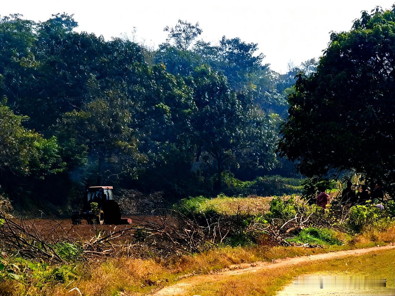 瞧瞧，这乡下的田埂边多热闹！一辆拖拉机正“突突突”地在地里耕地，准备种小麦呢。旁