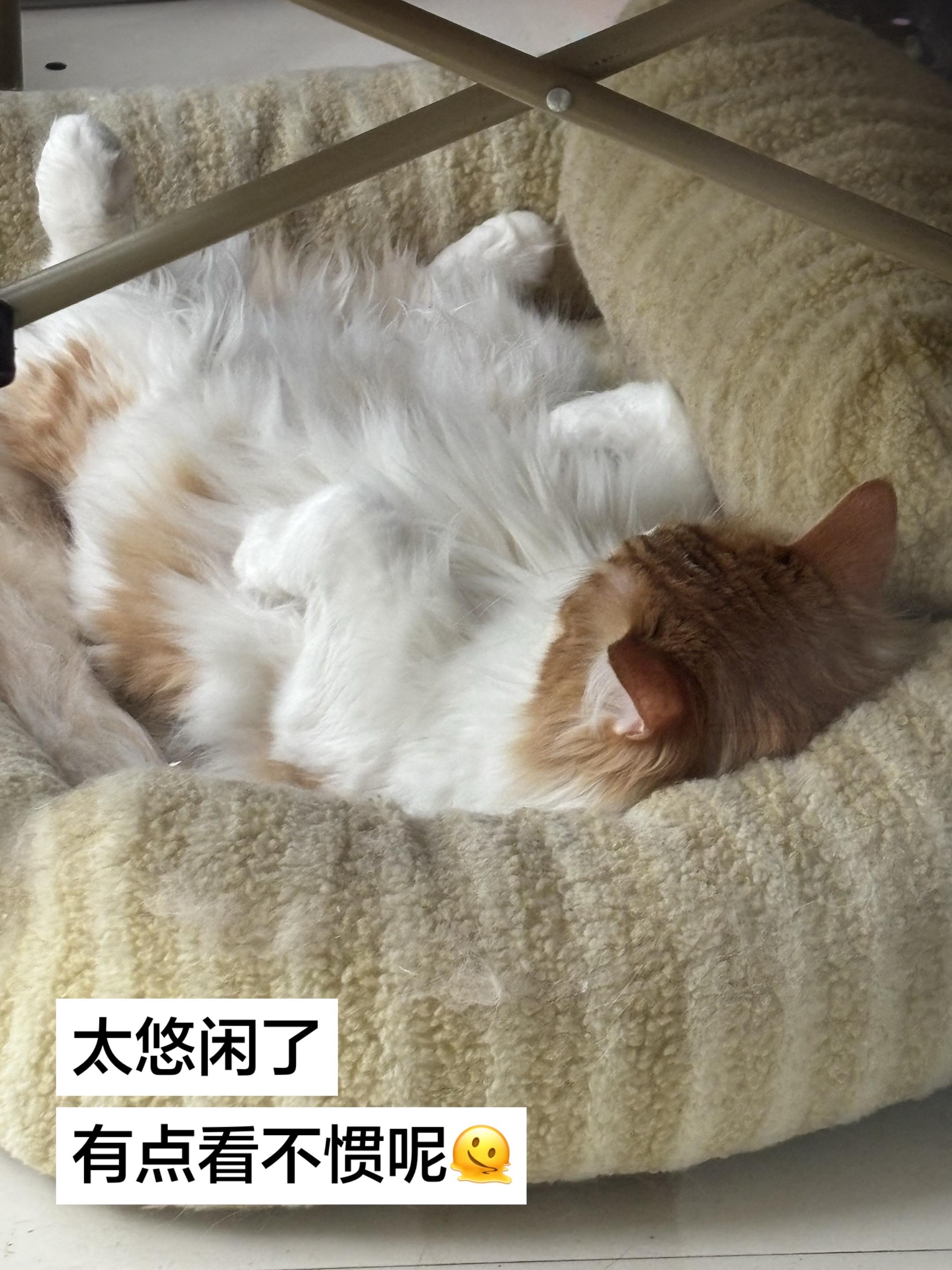 悠闲时光 四脚朝天的猫 长毛橘白 得劲