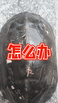 全网@ 蔡小美 你在60年前放生的乌龟被我捡到了它还活着🙏