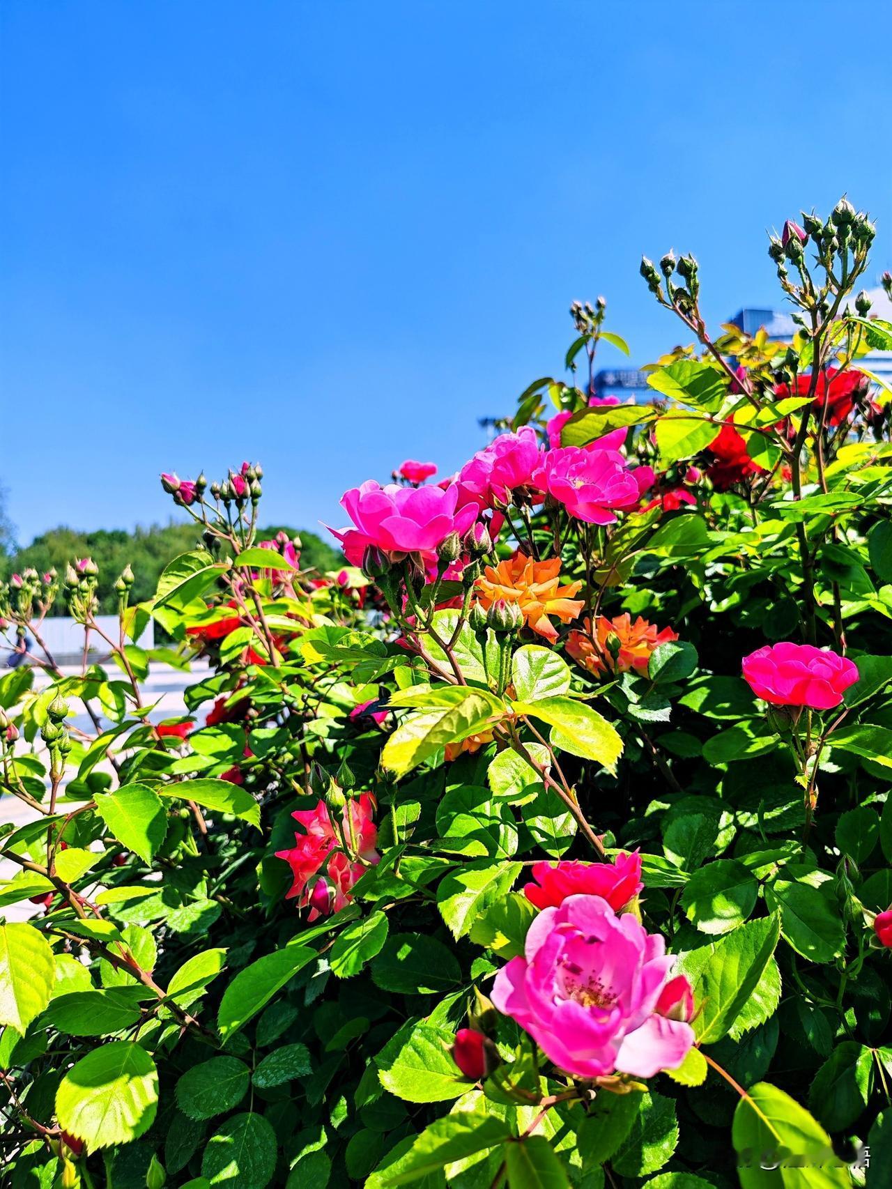 阳光下的花海，绽放出绚烂的色彩！🌸🌞