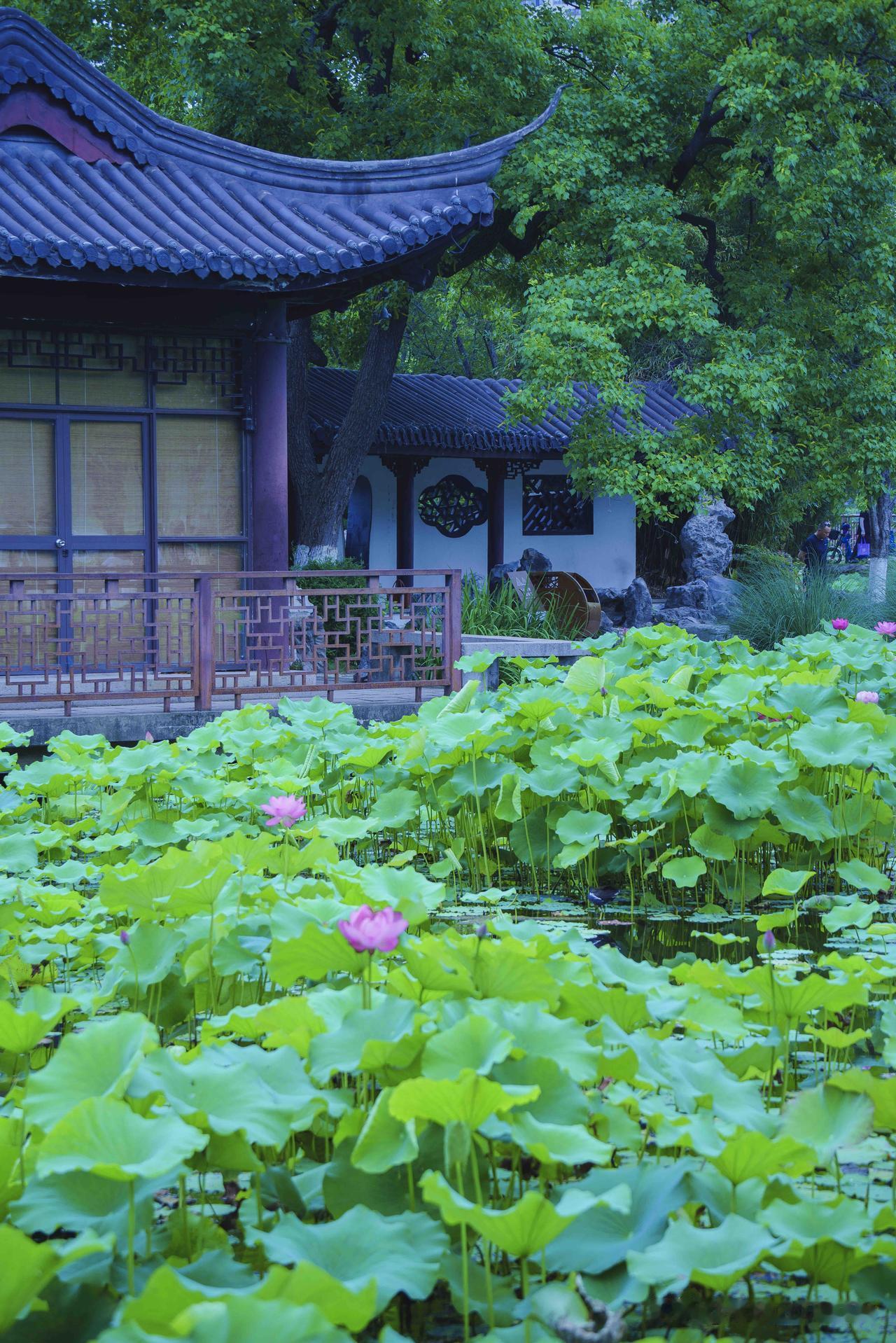 我的夏花｜莫愁夏荷 一茎清菡 独禽栖塘

清晨漫步莫愁湖，与初夏荷景相约。晨光轻