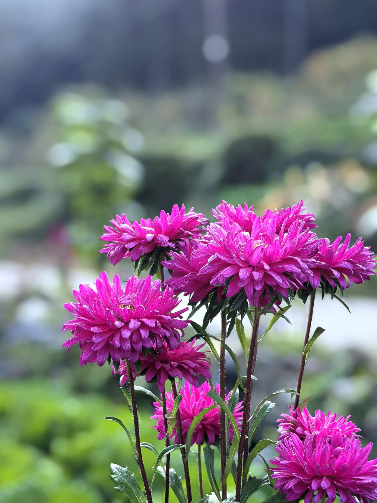 翠菊花，夏秋之花，一直开到霜降。
花色比较多，花瓣细密层叠，辽宁本地有野生。
万