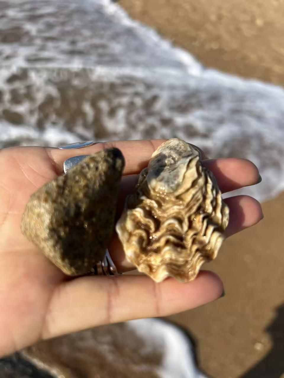 秋日生活打卡季海浪沙滩，贝壳海星