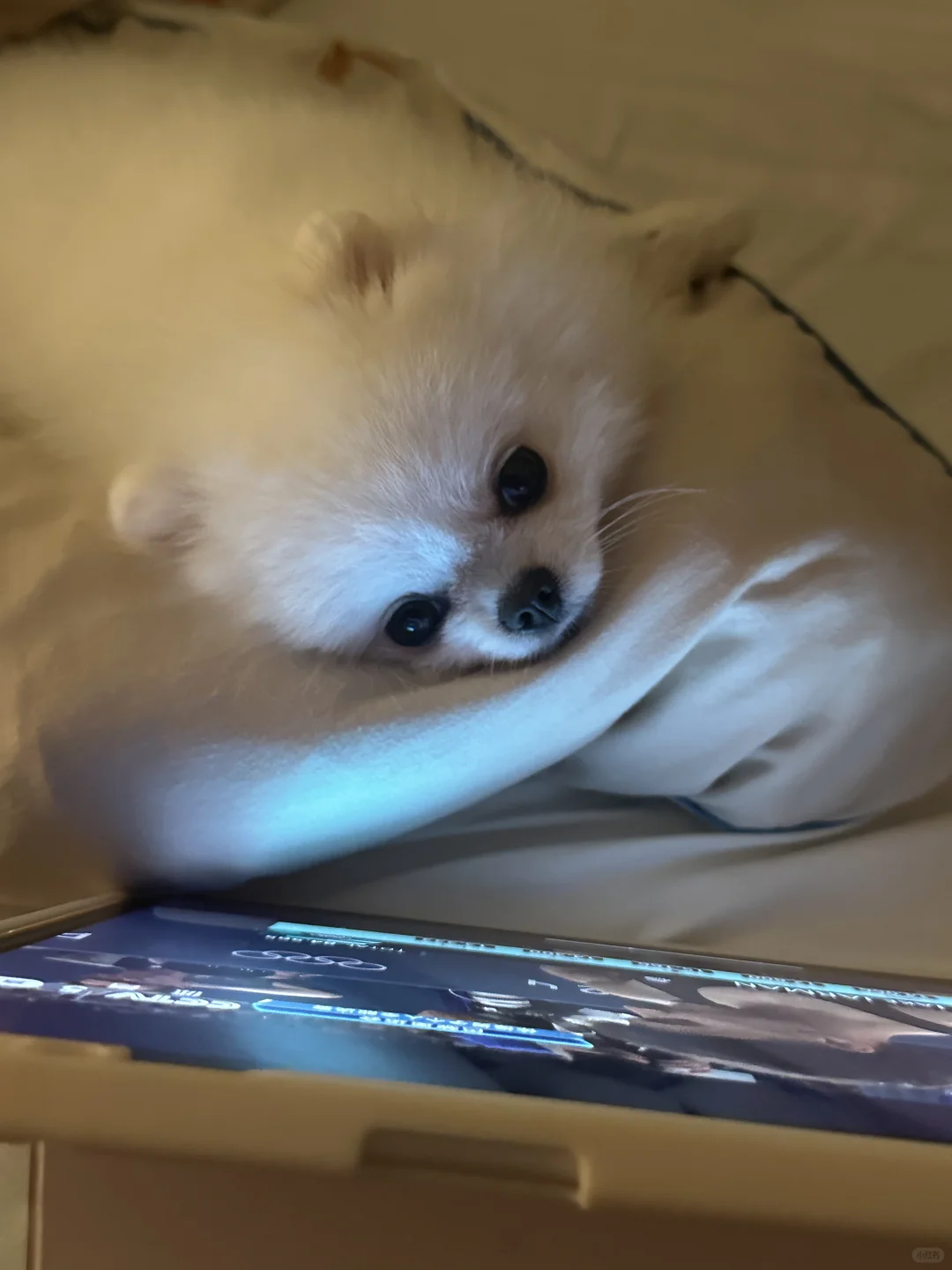 陪麻麻熬夜看奥运的小宝