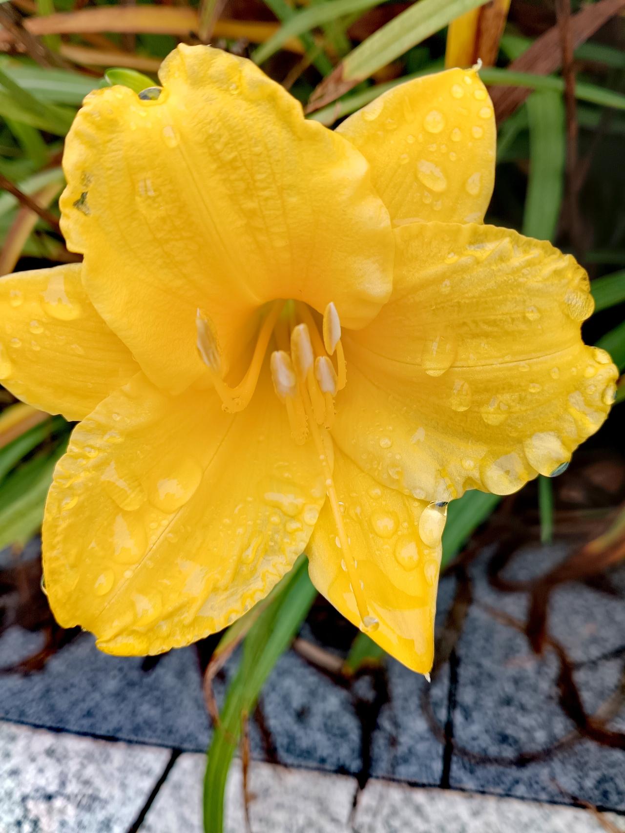 明黄萱草沾着剔透水珠，花瓣温润舒展，鲜亮明媚，漾着雨后清新温柔的生机。