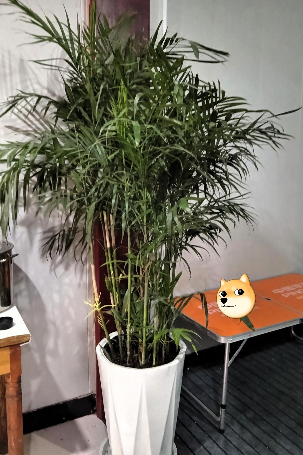 宝子们快看这盆绿植！🌿 这茂密的叶片像一把把小羽毛扇，绿油油的看着就治愈，往办