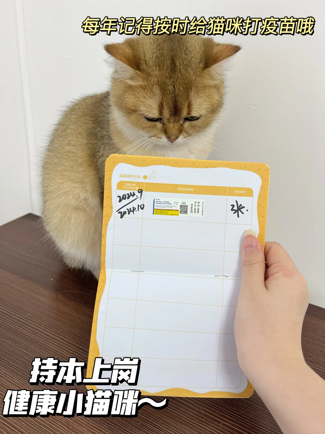 猫三联多久打一次！关于猫咪疫苗那点事～