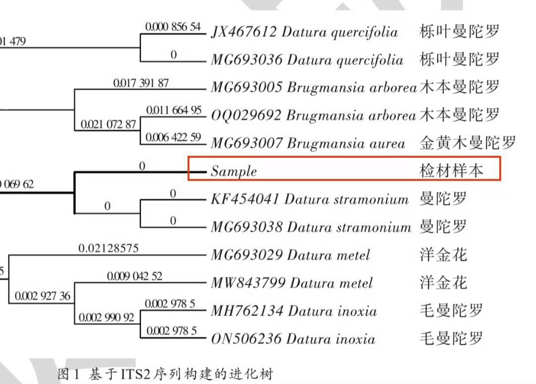 男子误采曼陀罗煮水致妻子进ICU其实很多投毒案用的就是曼陀罗。今年发表的案子：¹
