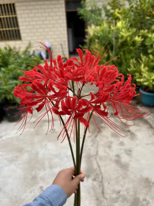🌸石蒜花10支，氛围感拉满！