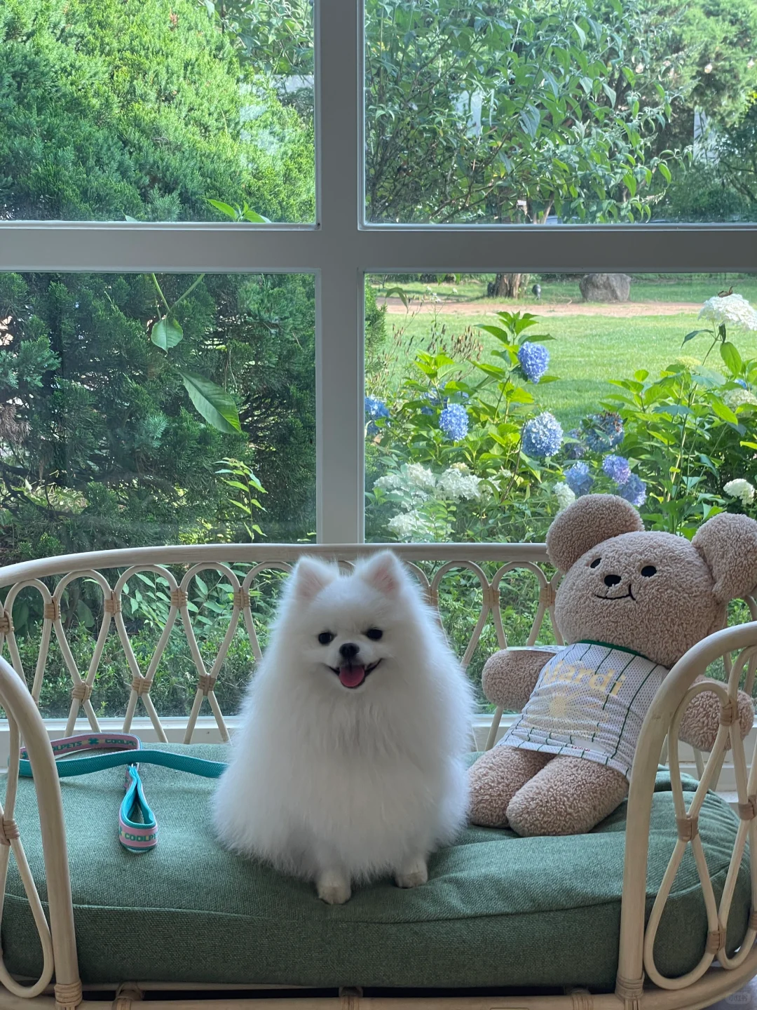 小狗狗懂照相的含义吗