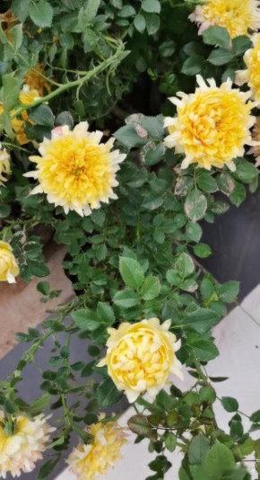 傻傻分不清是月季还是菊花月季cos完烟花又cos菊花 “烟花波浪”两三天的限时花