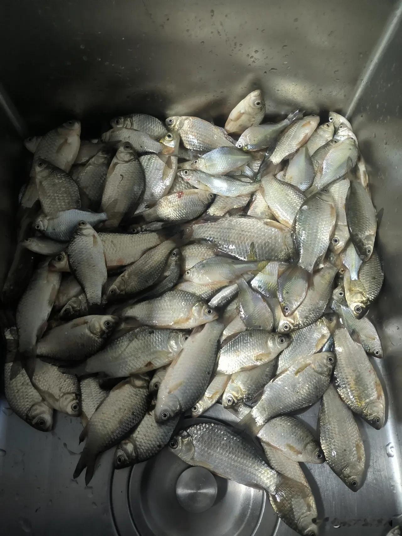 刚才条友晒鱼获，一盆全是小鳑鲏。我说他一盆都不如我这三条诱人，他还不服。
这些小