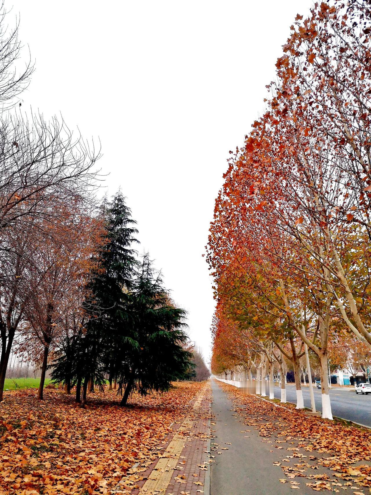 冬日生活打卡季落叶遍地的路边小路是一道独特的风景线～