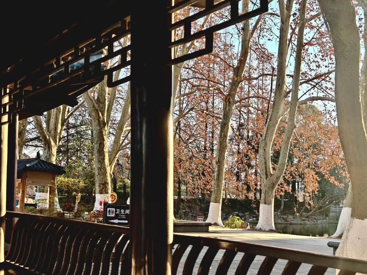 2. 中式廊檐的格纹里，藏着江南冬日的诗意，梧桐疏影映着暖阳，静坐片刻，偷得浮生