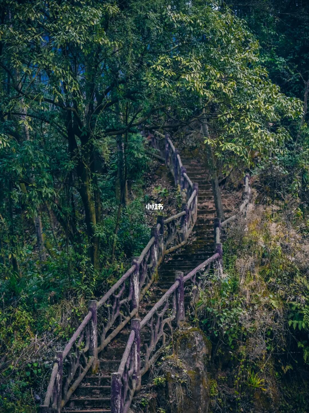 成都1h|古寺深山中的隐秘森林徒步路线攻略