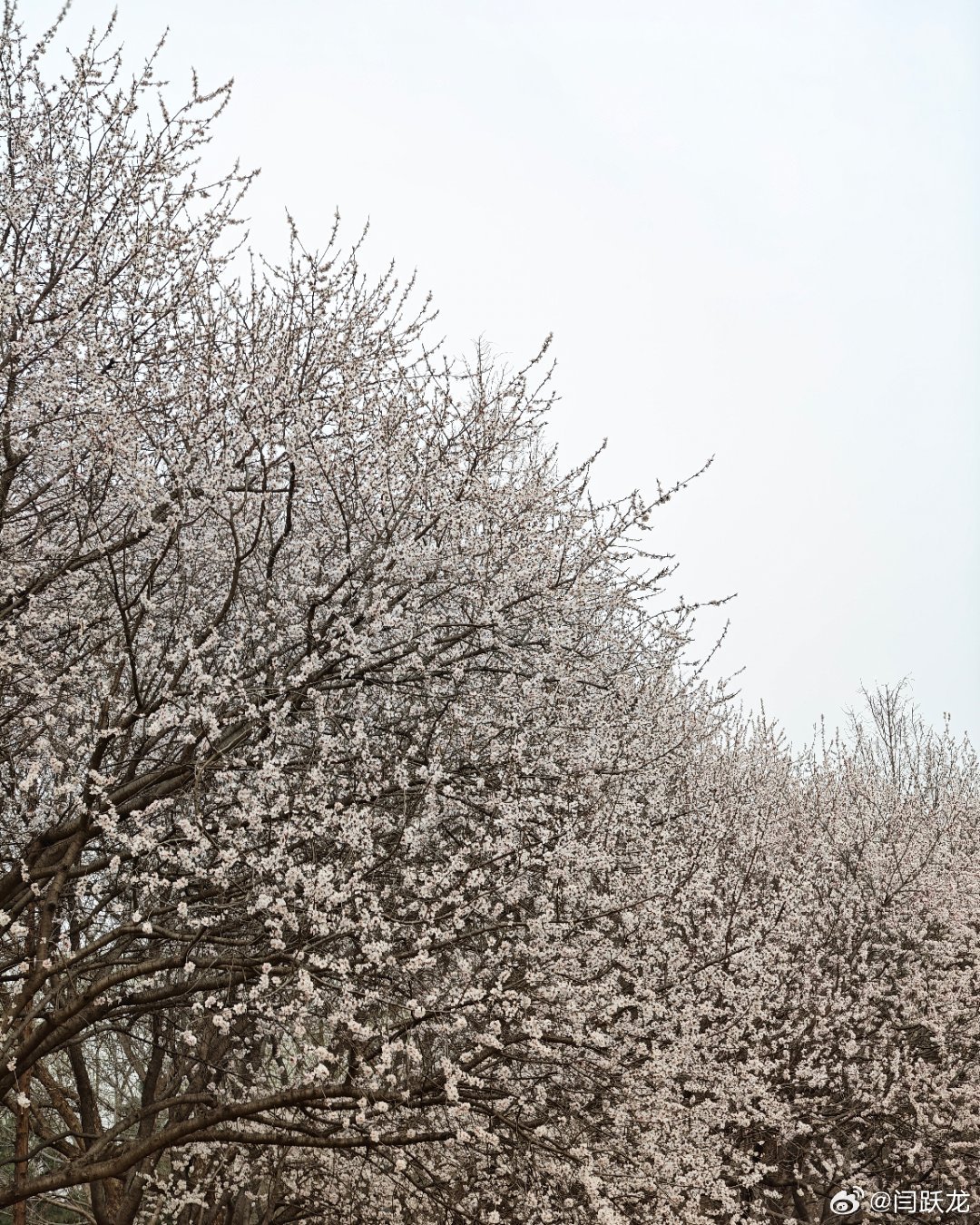 桃花沟春天 北京·北京奥森北园