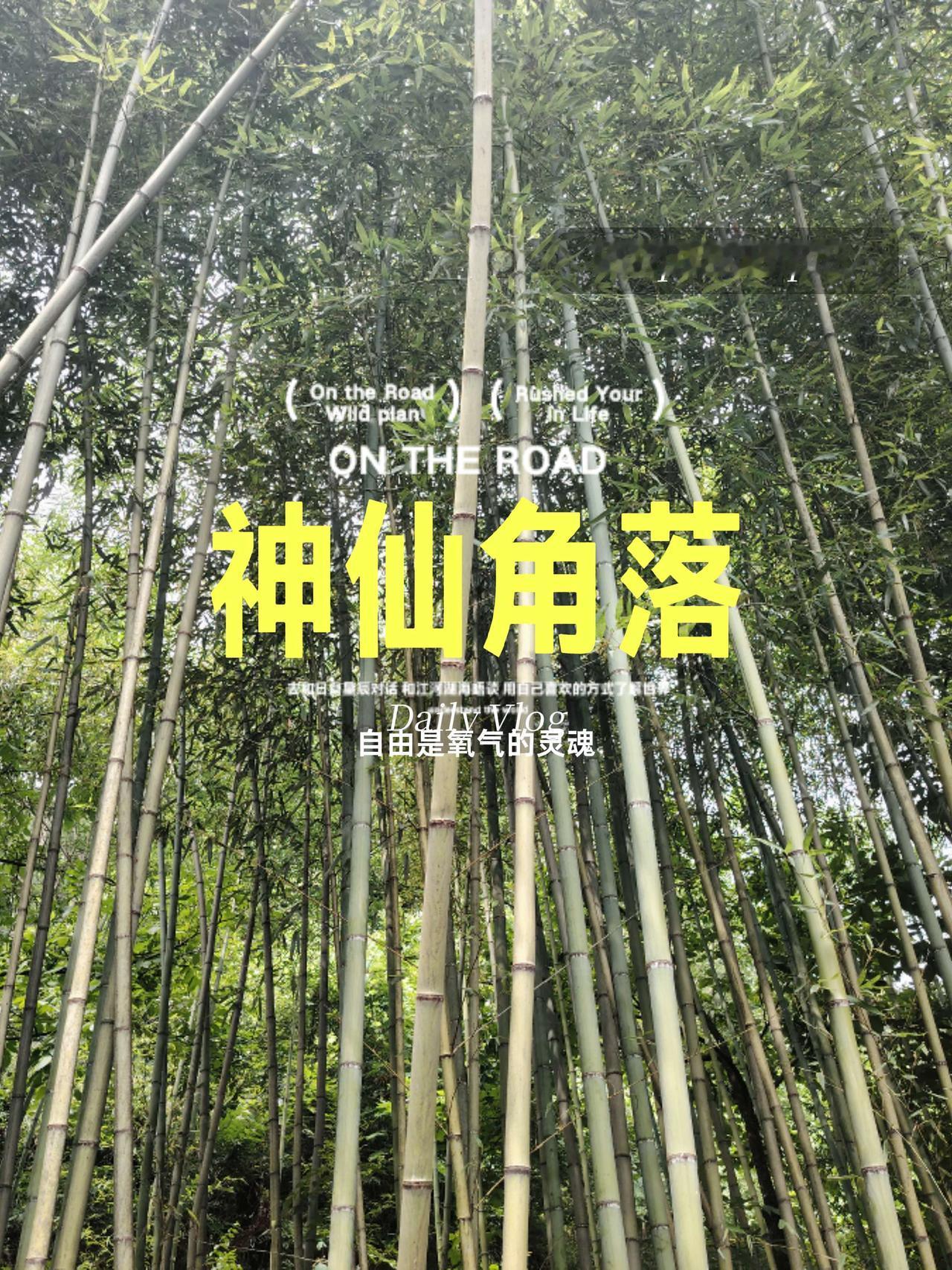 在秦岭大山褶皱里，藏着襄王沟顶的小世界🌿
 
木槿绽着粉，大丽花燃着紫，韭菜在