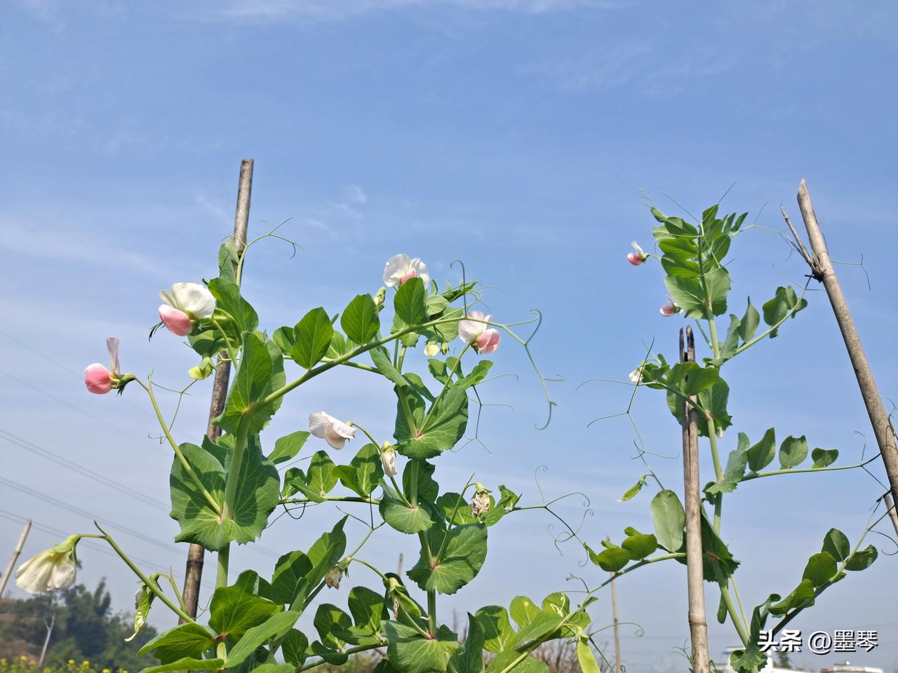 不知道大家有没有发现，我们的人生，如果一直都是按顺序去走，就不会留下那么多遗憾。