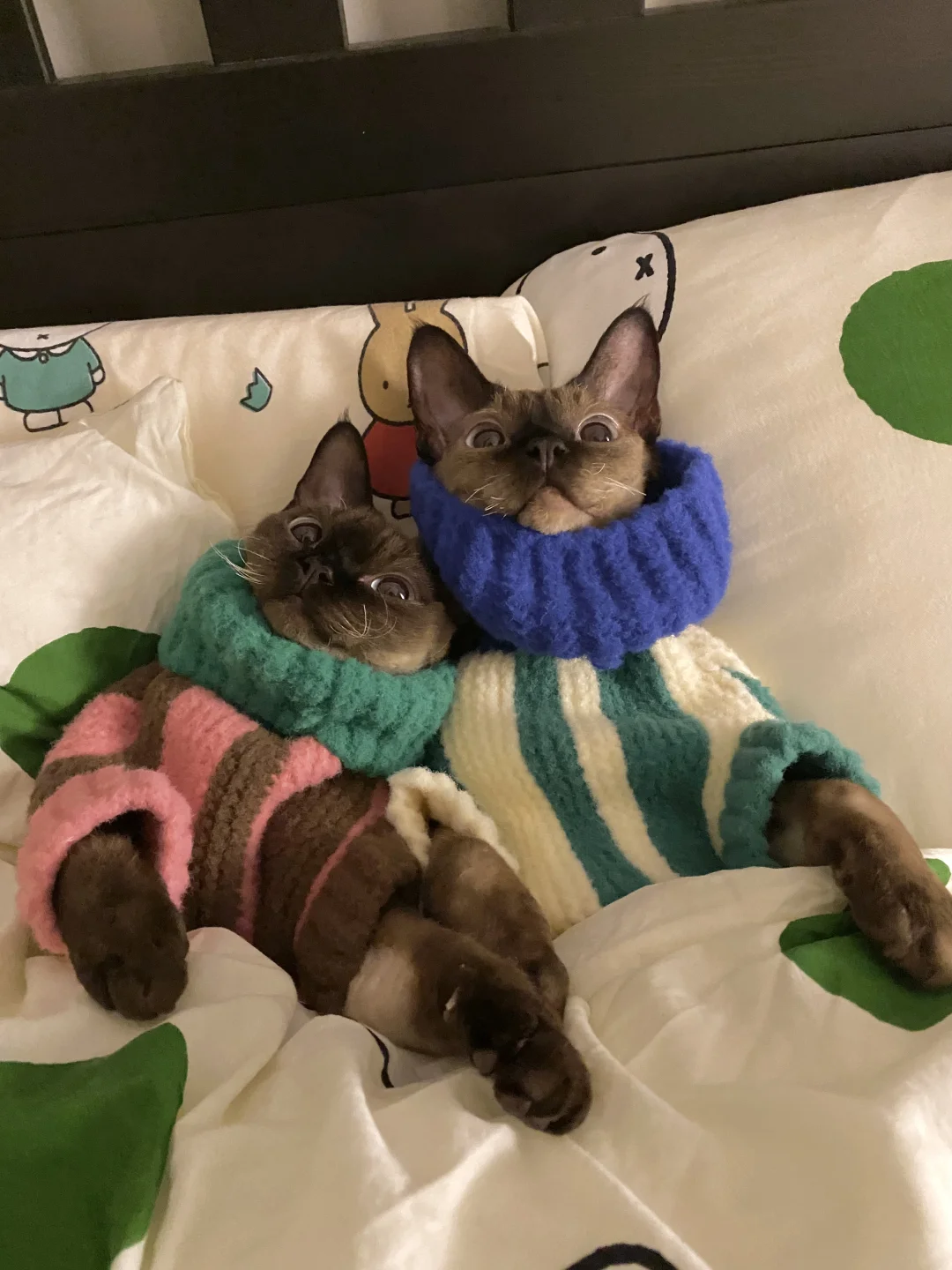 猫们是对方 特别的猫