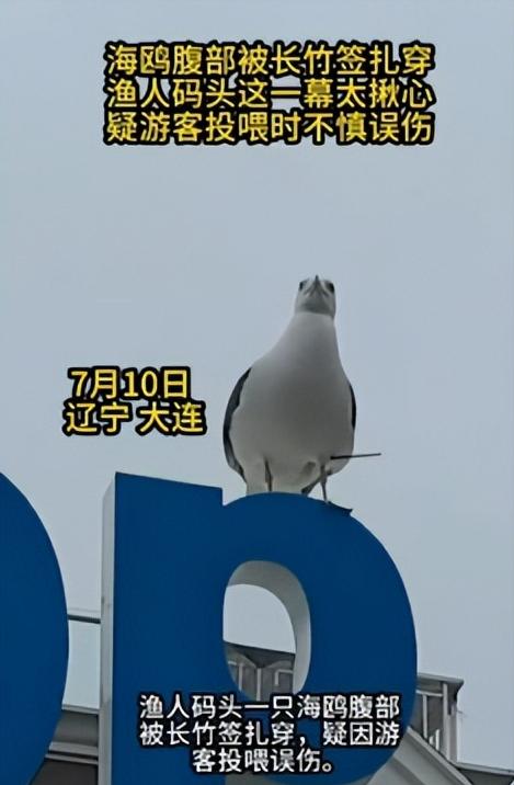 那只海鸥落在招牌上，歇了一会儿。顾先生的女儿多看了一眼，才发现不对劲，它腹部插着