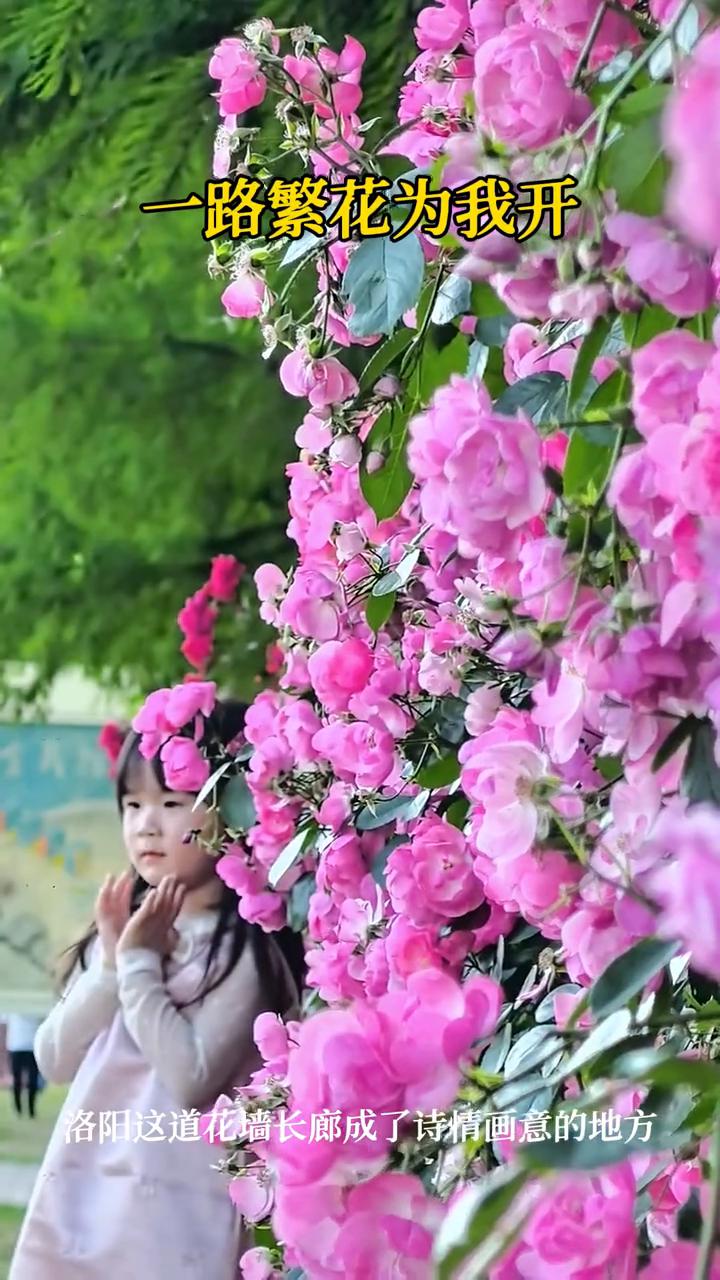 一路繁花为我开，洛阳这道花墙长廊成了诗情画意的地方。