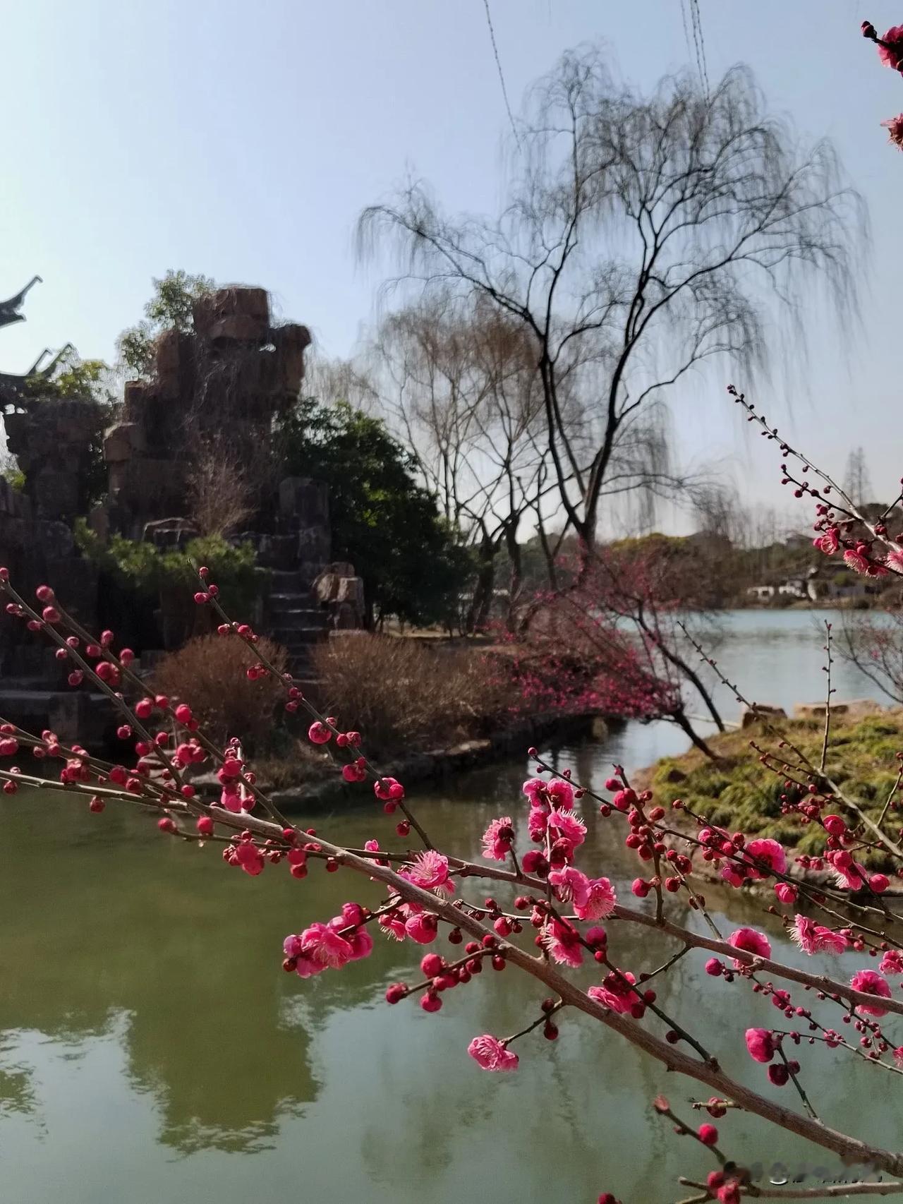 雨水节气，春梅、蜡梅香艳扬州！
        今天进入到了雨水节气，前一阵在扬